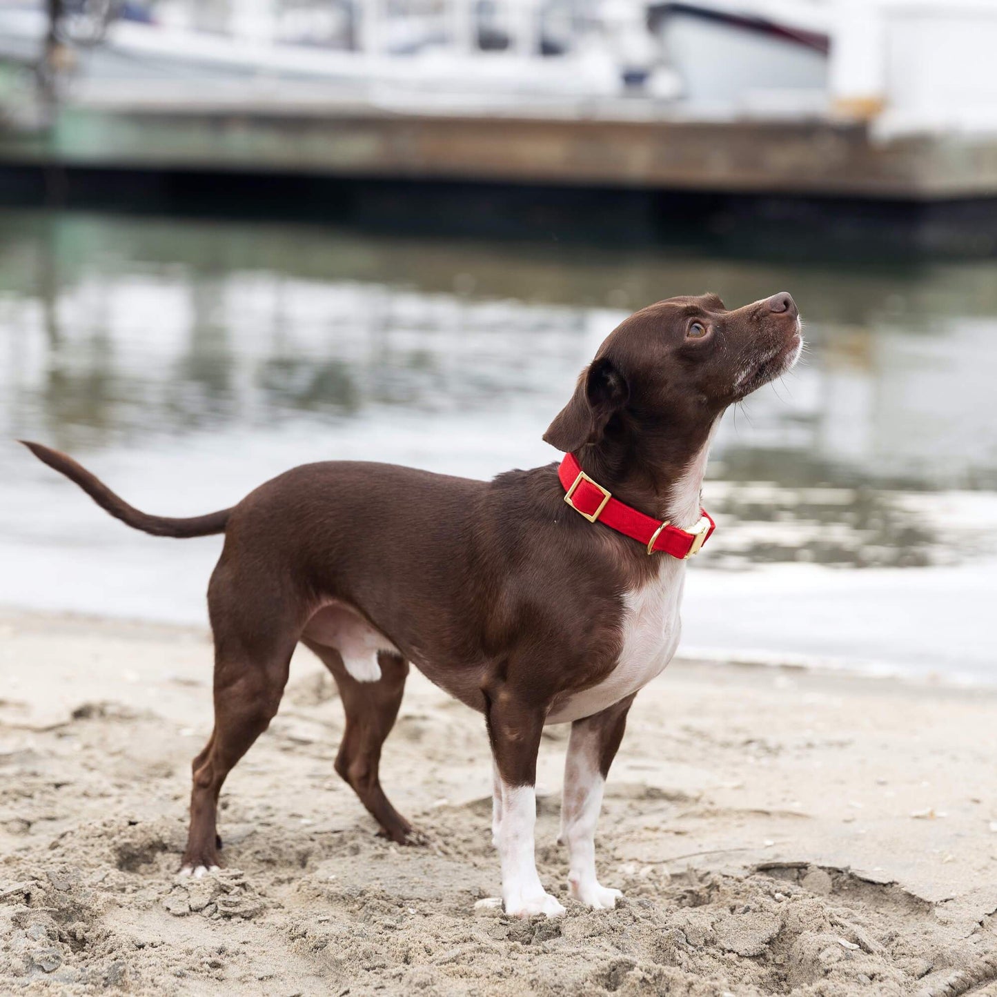 Ruby Dog Collar: XS / Gold